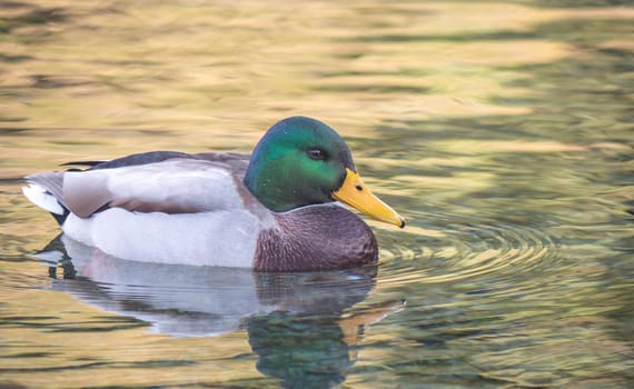 Close Up macro Of Duck Swimming In Lake