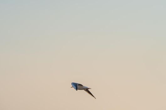 gulls fly over lake Ohrid, natural background