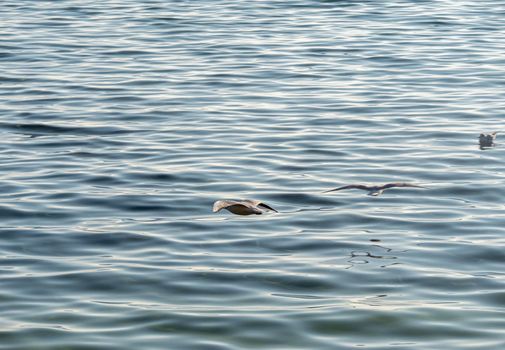 gulls fly over lake Ohrid, natural background