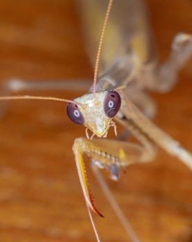 Macro of female european mantis, close up