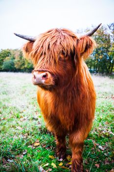 Portrait of a Scottish Highland cow in the field