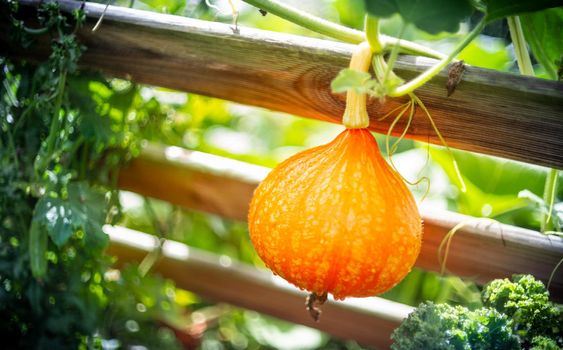 Ripe red kuri squash growing in the garden