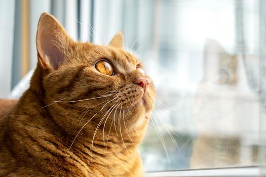 Red striped young domestic cat sits on the windowsill. Pets. Selective focus.