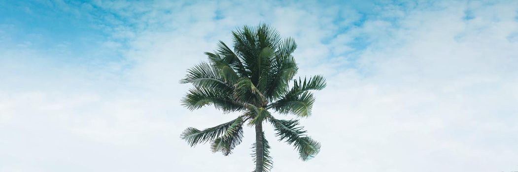 BANNER, LONG FORMAT Atmosphere panorama white cloud sky alone tropical palm tree background summer.