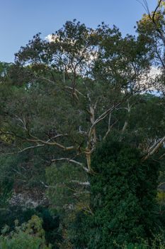 medicinal eucalyptus tree on the banks of a river in andalusia