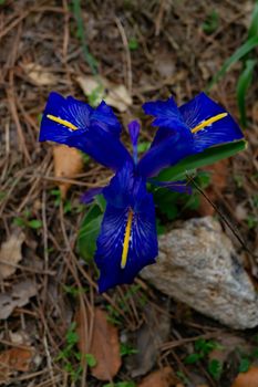 winter lily or "Iris unguicularis" wild plant of the coniferous forests close-up with out-of-focus background