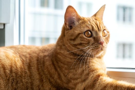 Red striped young domestic cat sits on the windowsill. Pets. Selective focus.