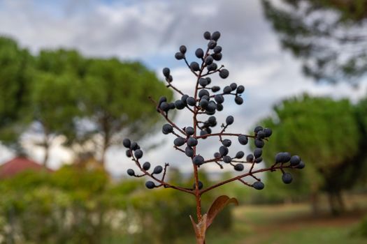 Branches with ripe fruit of wild black cherry or Prunus serotina in foreground with out-of-focus background.
