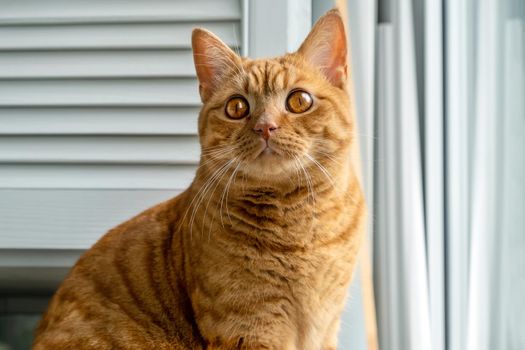 Red striped young domestic cat sits on the windowsill. Pets. Selective focus.