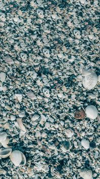 VERTICAL Close-up seashells on beach sand summer day. Abstract ocean background pattern collection.