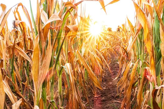 Parched corn field during 2022 summer