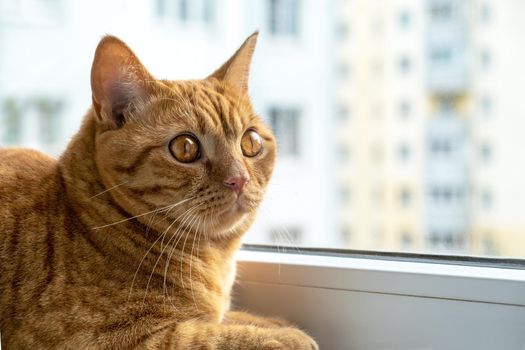 Red striped young domestic cat sits on the windowsill. Pets. Selective focus.