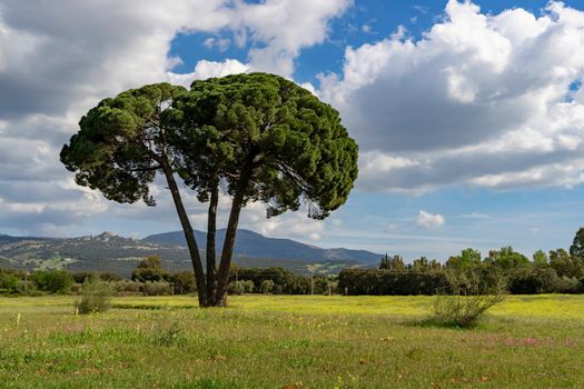 (Pinus pinea) stone pine in a green meadow with flowers, cloudy sky and mountain scenery in the background
