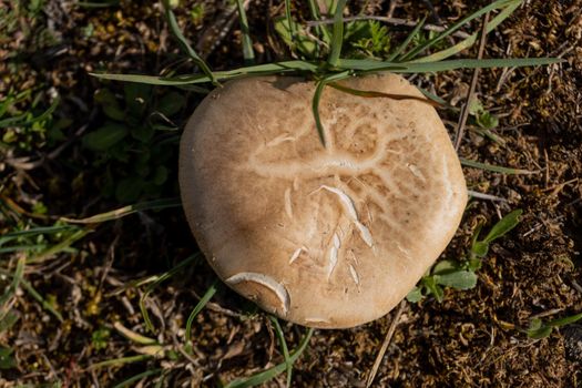 close-up of oyster mushroom in the field pleurotus ostreatus