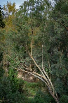 medicinal eucalyptus tree on the banks of a river in andalusia