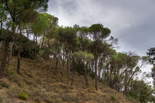 Scots pine, pinus sylvestris, pine forest in a forest in andalusia