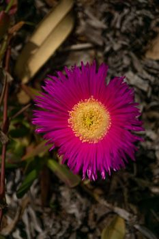 close-up of purple and yellow pink aster with blurred background