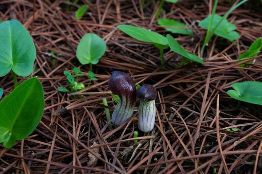 candilito or "Arisarum simorrhinum "colorful wild plant from southern spain with out of focus background