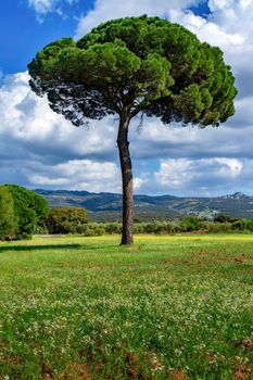 (Pinus pinea) stone pine in a green meadow with flowers, cloudy sky and mountain scenery in the background