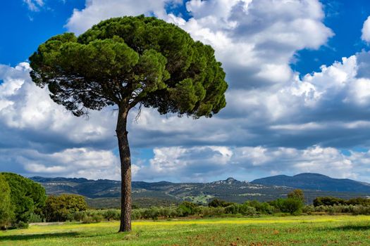 (Pinus pinea) stone pine in a green meadow with flowers, cloudy sky and mountain scenery in the background