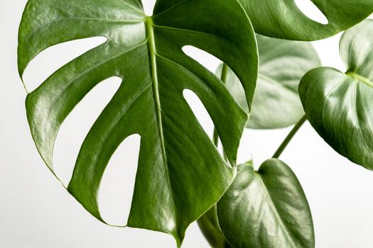 Close-up of the leaves of an exotic houseplant monstera creeper. Selective focus.