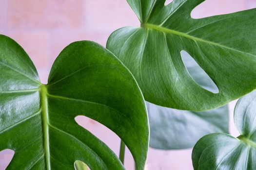 Close-up of the leaves of an exotic houseplant monstera creeper. Selective focus.