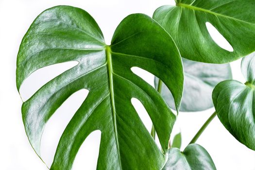 Close-up of the leaves of an exotic houseplant monstera creeper. Selective focus.