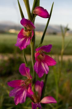 close-up of a wild gladiolus, Gladiolus illyricus, with dewdrops at dawn