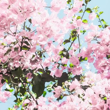 Blooming beauty, wedding invitation and nature concept - Pastel pink blooming flowers and blue sky in a dream garden, floral background