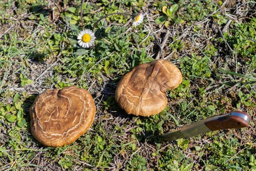 thistle mushroom pleurotus ostreatus in the field cut with a razor blade