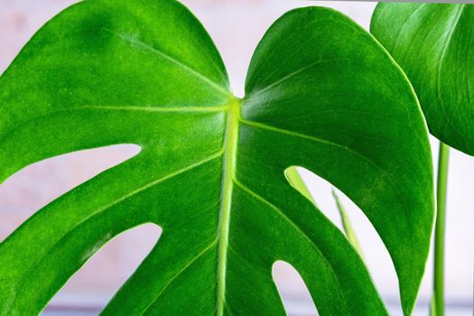 Close-up of the leaves of an exotic houseplant monstera creeper. Selective focus.