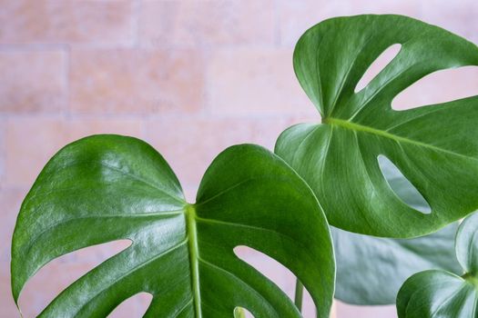 Close-up of the leaves of an exotic houseplant monstera creeper. Selective focus.
