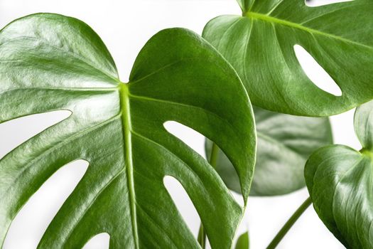 Close-up of the leaves of an exotic houseplant monstera creeper. Selective focus.