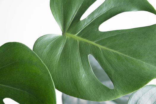 Close-up of the leaves of an exotic houseplant monstera creeper. Selective focus.