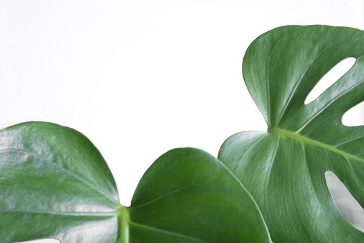 Close-up of the leaves of an exotic houseplant monstera creeper. Selective focus.