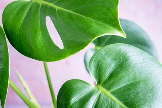 Close-up of the leaves of an exotic houseplant monstera creeper. Selective focus.