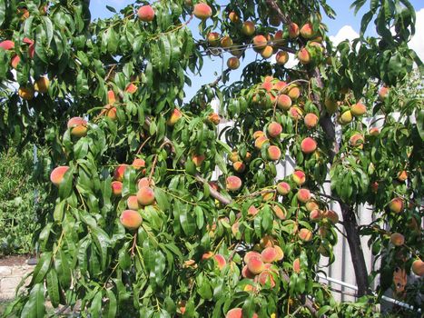 ripe peaches on a tree with green leaves in the sun, summer fruit harvest, gardening, High quality photo