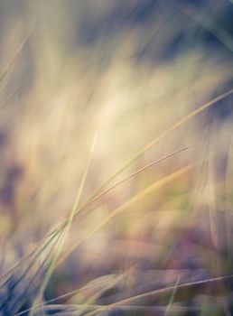 Nature background, environmental and agriculture concept - Rural field, a day in countryside