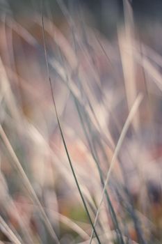 Nature background, environmental and agriculture concept - Rural field, a day in countryside