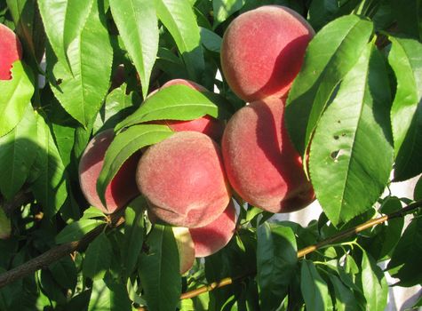 ripe peaches on a tree with green leaves in the sun, summer fruit harvest, gardening, High quality photo