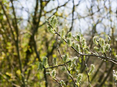 Branches of willow (Salix caprea) with buds open in spring.