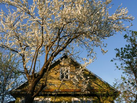 Wooden village house yellow-brown with a roof, next to which are branches of a blossoming plum tree.