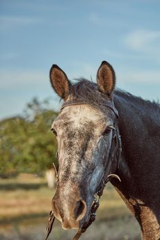Beautiful brown horse, close-up of white muzzle, cute look, mane, background of running field, corral, trees. Horses are wonderful animals