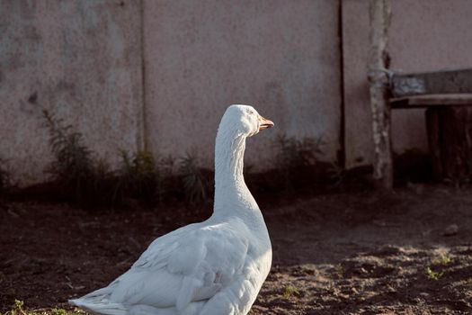 White Goose enjoying for walking in garden. Domestic goose on a walk in the yard. Rural landscape. Goose farm. Home goose.