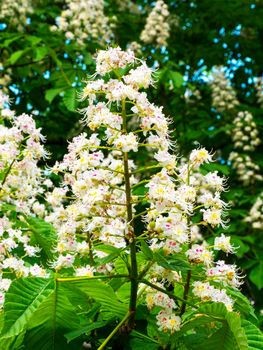 Castanea sativa. Horse chestnut against blue sky. Aesculus hippocastanum.