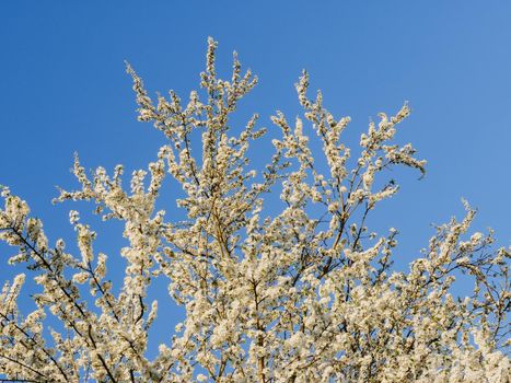 Branches of an apple tree with large beautiful buds against a bright blue sky.