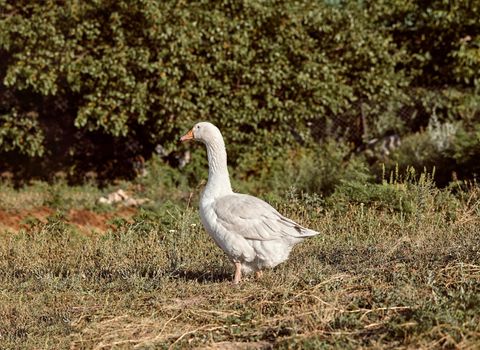 Domestic geese on a walk through the meadow. Rural landscape. White domestic Geese are walking. Goose farm. Home goose.