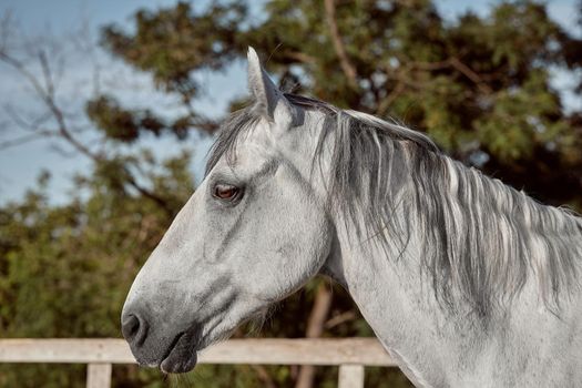 Beautiful grey horse in White Apple, close-up of muzzle, cute look, mane, background of running field, corral, trees. Horses are wonderful animals