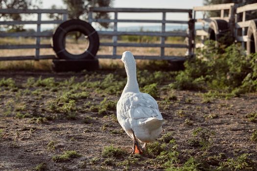 White Goose enjoying for walking in garden. Domestic goose on a walk in the yard. Rural landscape. Goose farm. Home goose.