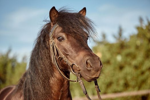 Beautiful brown pony, close-up of muzzle, cute look, mane, background of running field, corral, trees. Horses are wonderful animals